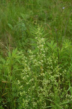 Galium mollugo, Rubiaceae familyasına ait otçul bir bitki türü. Küçük beyaz çit yatak örtüsü çiçekleri veya sahte bebek nefesi (Galium mollugo).