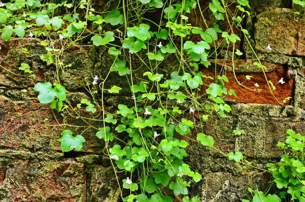 Sempervivum Verde Clarete Crece Una Alfombra Continua Arriba Hay Unas —  Fotos de Stock