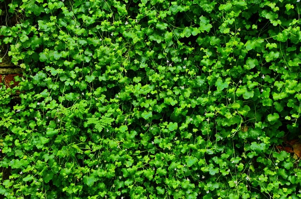 Sempervivum Verde Clarete Crece Una Alfombra Continua Arriba Hay Unas —  Fotos de Stock