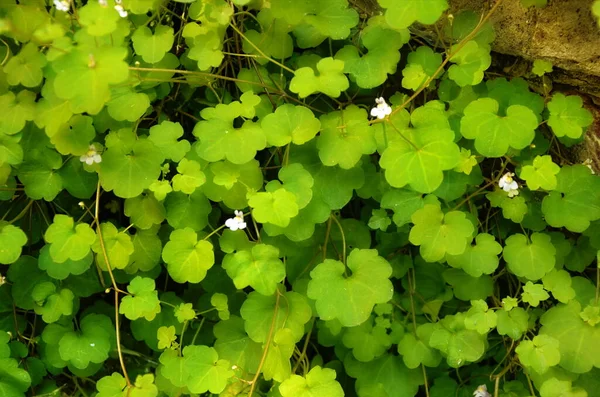 Zielone Bordo Sempervivum Rośnie Ciągłym Dywanie Góry Kwitnące Ucieczki Cymbalarii — Zdjęcie stockowe