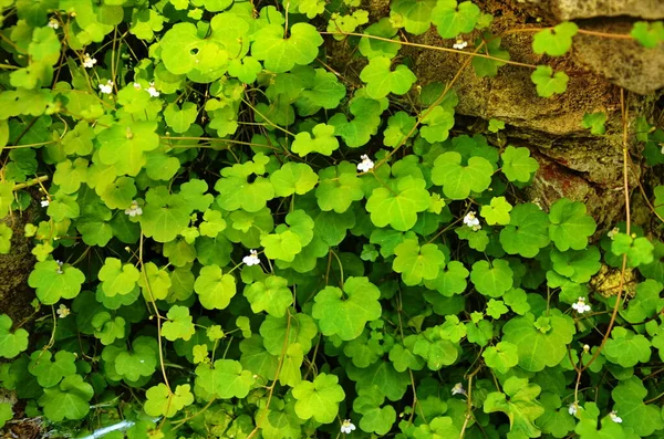 Zielone Bordo Sempervivum Rośnie Ciągłym Dywanie Góry Kwitnące Ucieczki Cymbalarii — Zdjęcie stockowe