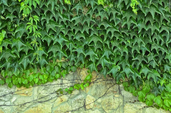 Veitchii Wild Vine Parthenocissus Tricuspidata Veitchii Wall Wall House Closed — Stock Photo, Image