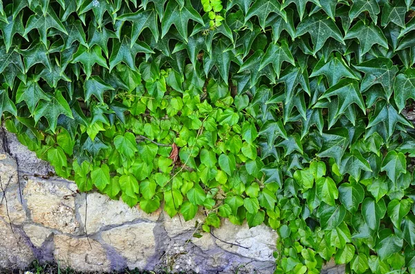 Veitchii Divoká Réva Parthenocissus Tricuspidata Veitchii Zdi Stěna Domu Uzavřena — Stock fotografie