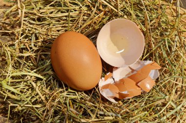 Kaliteli tavuk, hindi ve bıldırcın yumurtası ahşap kasede