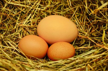Yuvalı taze tavuk yumurtaları, yuvadaki kahverengi yumurtalar. Yuvadaki tavuk yumurtalarının görsel yaşamı. .