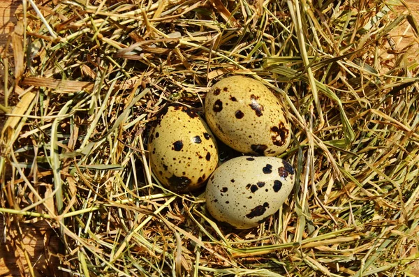 木製のボウルにヴィンテージチキン 七面鳥とウズラの卵 — ストック写真