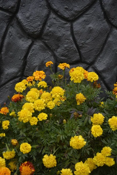 Yellow Orange Flowering Marigolds Grow Flower Bed Stone Wall — Stock Photo, Image