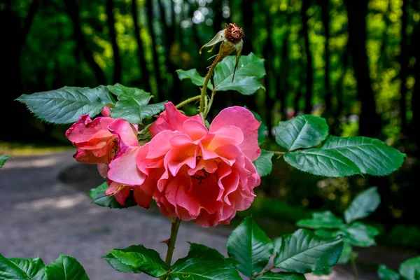 Букет Рожевих Троянд Літній Квітковий Фон Красиві Рожеві Троянди Саду — стокове фото