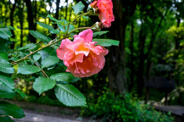 Bush Van Roze Rozen Zomer Bloemen Achtergrond Mooie Roze Rozen — Stockfoto
