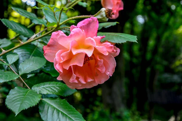 Букет Рожевих Троянд Літній Квітковий Фон Красиві Рожеві Троянди Саду — стокове фото