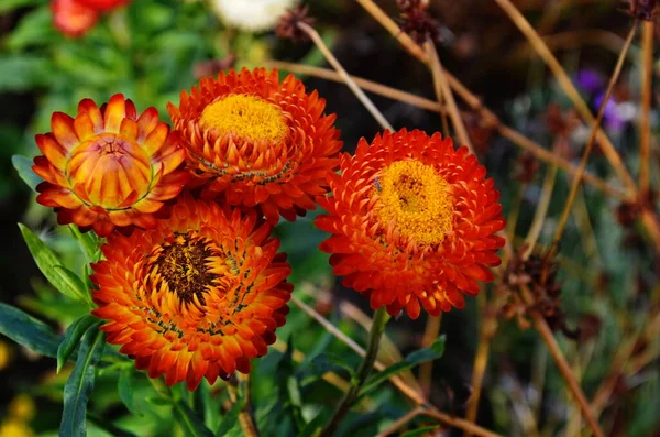 Bright orange flowers of Xerochrysum bracteatum (Helichrysum bracteatum or Paper Flower) grow in the garden, beautiful bright flowers in summer. Gardening, peach straw flowers. View from above