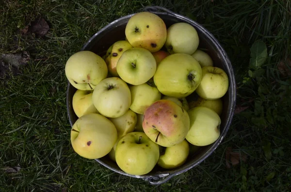 バケツの中の有機熟した黄色のリンゴ — ストック写真