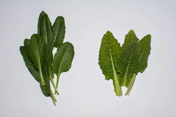 Tanacetum Balsamita Heilpflanze Bekannt Als Tracht Alekost Balsamkraut Bibelblatt Oder — Stockfoto