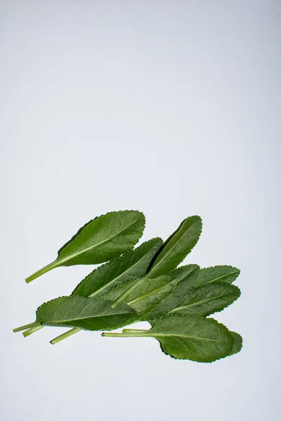 Tanacetum Balsamita Medicinal Herb Plant Dikenal Sebagai Costmary Alecost Balsam — Stok Foto