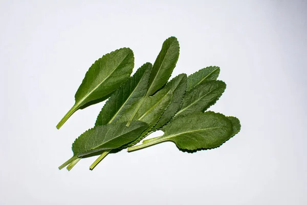 Tanacetum Balsamita 식물입니다 Costmary Alecost 제라늄 이라고합니다 배경에 — 스톡 사진