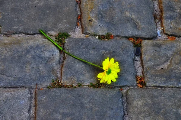Жовта Квітка Камені Символ Тепла Заспокоєння Прекрасна Маленька Квітка Росте — стокове фото