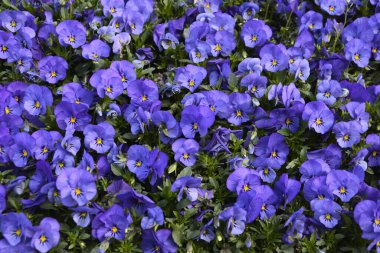 Kuş banyosunda süzülen nonoş çiçekleri, yakın plan, tepeden bakışı