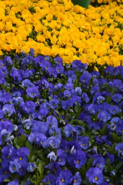 Kuş banyosunda süzülen nonoş çiçekleri, yakın plan, tepeden bakışı