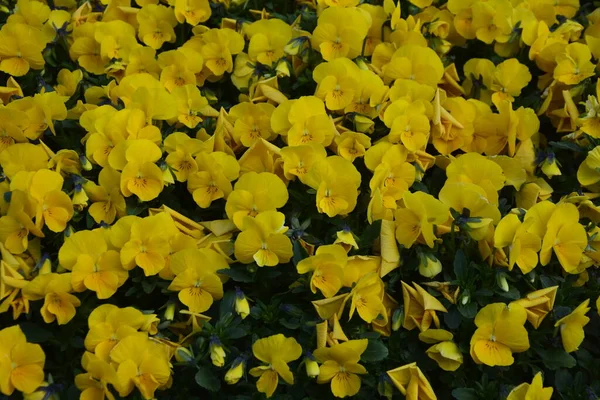 Ágynemű Virágok Szirmok Lebegő Madár Fürdő Közelkép Felülnézet — Stock Fotó