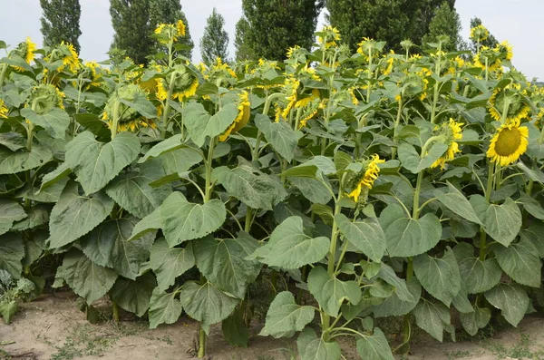 Agricultura Girasoles Campo Álamos Horizonte Ucrania Paisaje Blooming Girasol Una — Foto de Stock