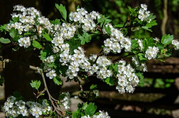 Schöne Weißdornblüte April Nahaufnahme Blüte Auf Der Linken Seite Mit — Stockfoto