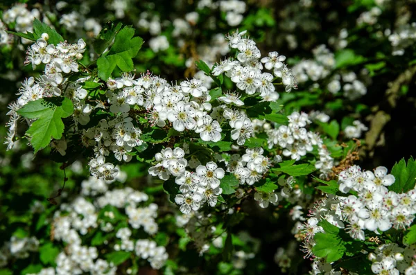 Vackra Hagtorn Blomma April Närbild Bloom Tagit Till Vänster Med — Stockfoto