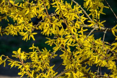 Forsythia 'da. Çiçekli çalı çalısı. Forsythia 'nın bir dalında sarı çiçek. Bahar doğasının güzelliği. Çiçek açan ilkbahar sarısı güzel parlak çiçekler