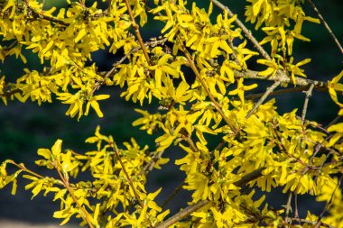 Forsythia 'da. Çiçekli çalı çalısı. Forsythia 'nın bir dalında sarı çiçek. Bahar doğasının güzelliği. Çiçek açan ilkbahar sarısı güzel parlak çiçekler