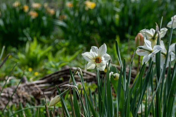 Narcisos Brancos Jardim Flor Primavera Foco Seletivo Flores Narcisos Narciso — Fotografia de Stock