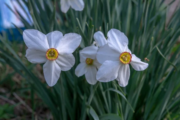 Vita Påskliljor Blomsterträdgård Våren Selektivt Fokus Blommor Påskliljor Narcissus Gul — Stockfoto