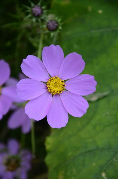 Kosmos Blommor Blommar Trädgården Naturliga Blommor Scen Blommande Rosa Svavel — Stockfoto