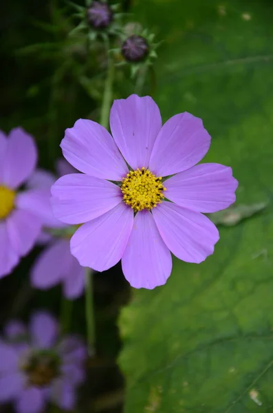 Kosmos Blommor Blommar Trädgården Naturliga Blommor Scen Blommande Rosa Svavel — Stockfoto