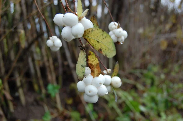 Beyaz Böğürtlenli Symphoricarpos Albusu Yaygın Kardudu Caprifoliaceae Veya Hanımeli Ailesi — Stok fotoğraf
