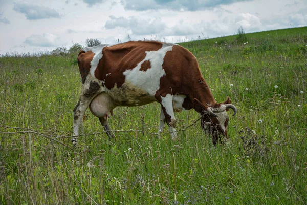 Portrait Young Red White Spotted Cow Pasture — стоковое фото