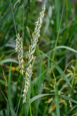 In the wild, a couch grass (Elymus repens) cereal plant grows in the meadow .In the meadow, in the wild grows grass and weeds Elymus repens. Closeup. Selective focus