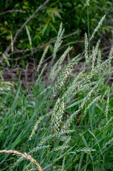 Wild Couch Grass Elymus Repens Cereal Plant Grows Meadow Meadow — Stock Photo, Image