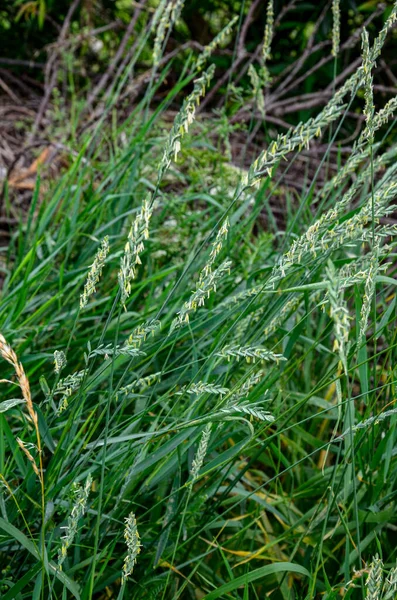 Wild Couch Grass Elymus Repens Cereal Plant Grows Meadow Meadow — Stock Photo, Image