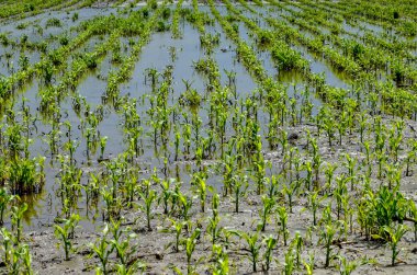 Flooded corn field after heavy rains and storms in summer. Difficulties and losses in agriculture due to global warming and climate change. Yield reduction and maintenance. Poor harvest.