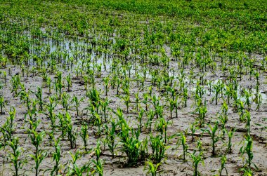 Flooded corn field after heavy rains and storms in summer. Difficulties and losses in agriculture due to global warming and climate change. Yield reduction and maintenance. Poor harvest.