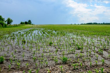 Flooded corn field after heavy rains and storms in summer. Difficulties and losses in agriculture due to global warming and climate change. Yield reduction and maintenance. Poor harvest.