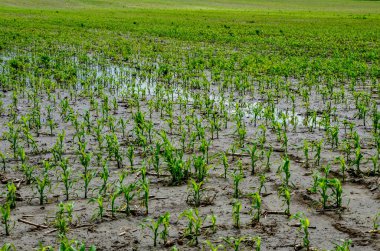 Flooded corn field after heavy rains and storms in summer. Difficulties and losses in agriculture due to global warming and climate change. Yield reduction and maintenance. Poor harvest.