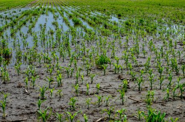 Flooded corn field after heavy rains and storms in summer. Difficulties and losses in agriculture due to global warming and climate change. Yield reduction and maintenance. Poor harvest.