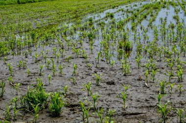 Flooded corn field after heavy rains and storms in summer. Difficulties and losses in agriculture due to global warming and climate change. Yield reduction and maintenance. Poor harvest.