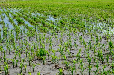 Flooded corn field after heavy rains and storms in summer. Difficulties and losses in agriculture due to global warming and climate change. Yield reduction and maintenance. Poor harvest.