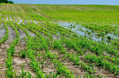 Flooded corn field after heavy rains and storms in summer. Difficulties and losses in agriculture due to global warming and climate change. Yield reduction and maintenance. Poor harvest.