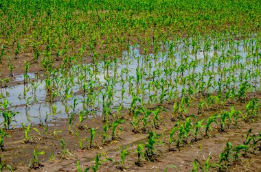 Flooded corn field after heavy rains and storms in summer. Difficulties and losses in agriculture due to global warming and climate change. Yield reduction and maintenance. Poor harvest.