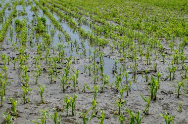 Flooded corn field after heavy rains and storms in summer. Difficulties and losses in agriculture due to global warming and climate change. Yield reduction and maintenance. Poor harvest.
