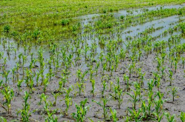 Flooded corn field after heavy rains and storms in summer. Difficulties and losses in agriculture due to global warming and climate change. Yield reduction and maintenance. Poor harvest.
