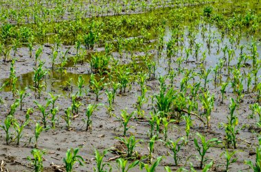 Flooded corn field after heavy rains and storms in summer. Difficulties and losses in agriculture due to global warming and climate change. Yield reduction and maintenance. Poor harvest.