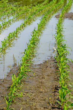 Flooded corn field after heavy rains and storms in summer. Difficulties and losses in agriculture due to global warming and climate change. Yield reduction and maintenance. Poor harvest.